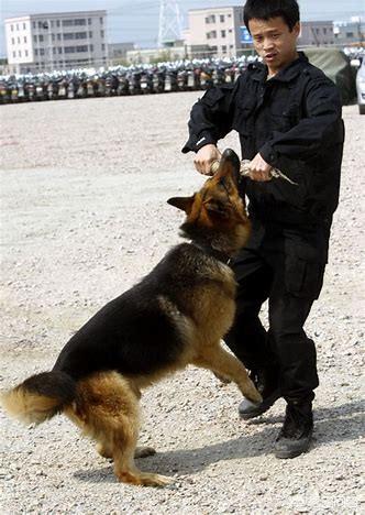犬字开头的成语有哪些成语有哪些:你能说出几个和狗有关的成语？