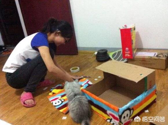 耐威克猫粮怎么样:家里养猫，猫砂太臭了怎么办，每天都有铲的？