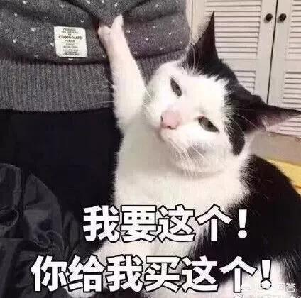 耐威克猫粮怎么样:家里养猫，猫砂太臭了怎么办，每天都有铲的？