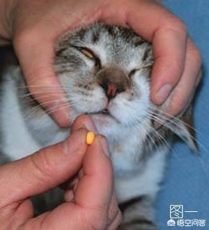 怎么给猫猫吃驱虫药:大家都是怎么给猫咪喂驱虫药的？