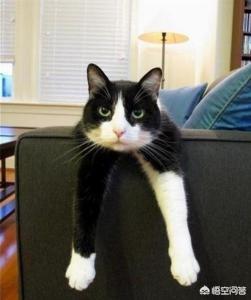 太原收养流浪猫狗:捡到一只流浪猫，准备收养具体该怎么做？