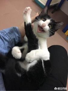 太原收养流浪猫狗:捡到一只流浪猫，准备收养具体该怎么做？