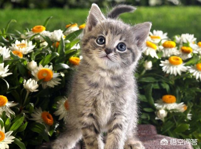 农安细狗咬狗视频:为何一些人瞧不起养狗者？