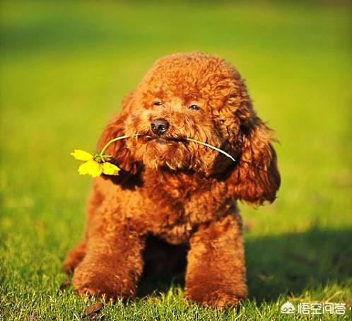 小狗在家乱便:如何纠正狗狗乱拉乱尿的行为？ 小狗在家乱大小便怎么办