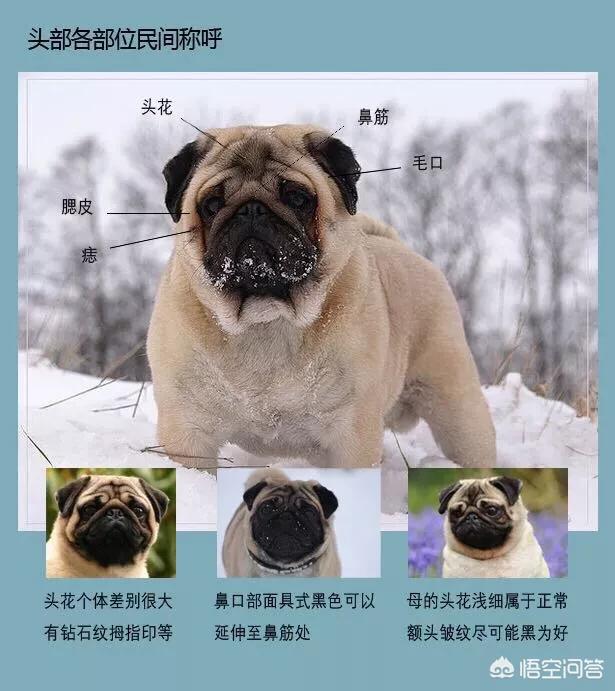 巴哥犬吧:如何挑选优秀可爱的巴哥犬？ 巴哥犬吧三联宠物市场