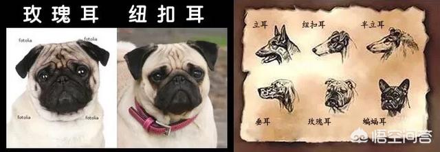 巴哥犬吧:如何挑选优秀可爱的巴哥犬？ 巴哥犬吧三联宠物市场