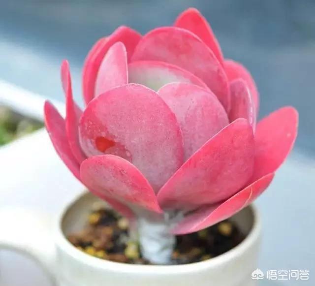 你们喜欢哪种多肉？