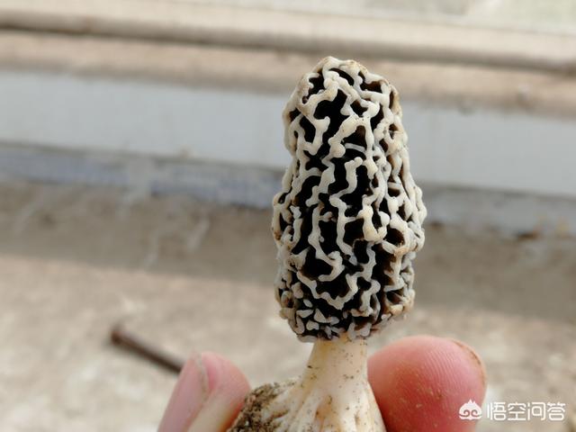 你认为羊肚菌的高价位还能持续多久？