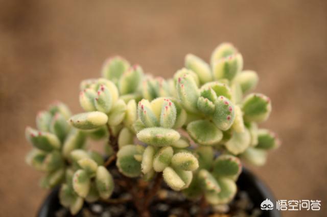 多肉景天科长生草属有哪些植物:目前比较火的景天科多肉有哪些？