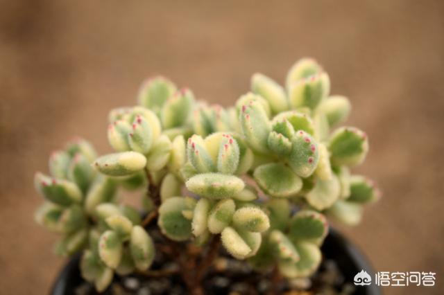 多肉植物翡翠景天小苗:翡翠景天多肉怎么繁殖养殖 多肉小苗土上面要铺颗粒吗？