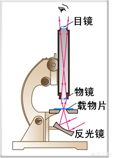 头条问答 - 中考物理中,显微镜和望远镜的原理是怎样的?(1个回答)