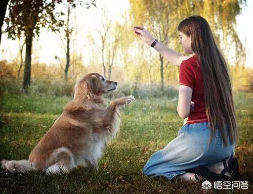 天津狗狗网家庭买的狗:天津哪里可以领养到狗狗？