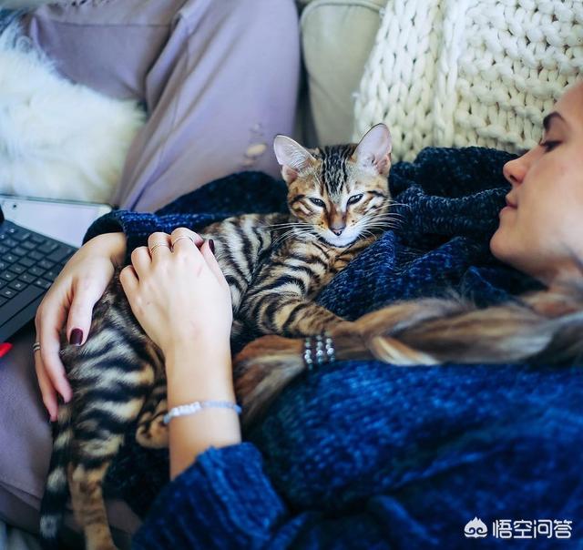 爱洗澡的猫猫 关店:怎么在不洗澡的情况下，把猫弄干净？