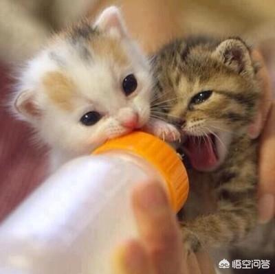 幼猫 信必治:幼猫得了猫鼻支怎么办？猫鼻支用什么药能痊愈？
