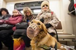 导盲犬品种:拉布拉多犬是不是目前最适合做导盲犬的品种？