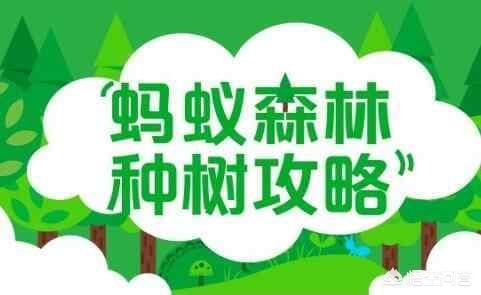 蚂蚁森林277号林没有树吗，支付宝蚂蚁森林种下的树，在现实中长什么样