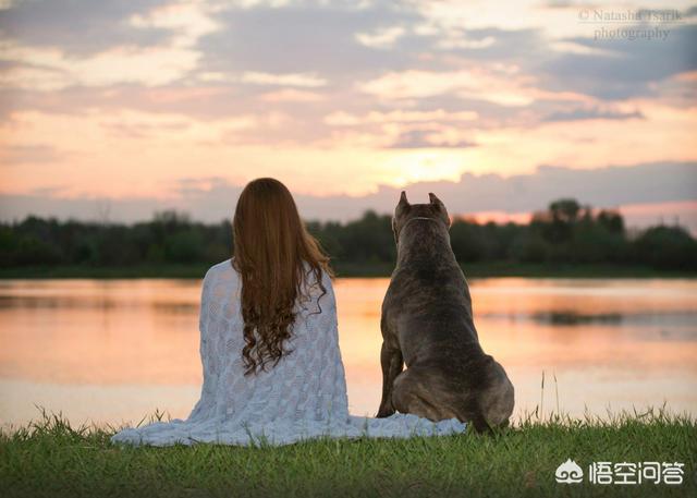 世界十大护卫犬图片:全世界最具护卫的犬种是哪一种？