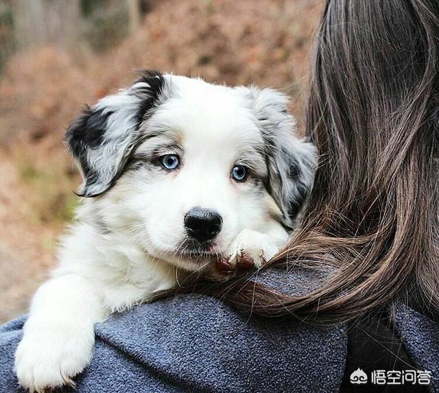 大型护卫犬图片:哪些狗狗户外能力强、耐力好、护主？