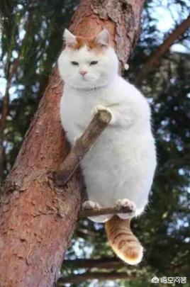 猫救小主人:在旅途中救了一只刚满月的小猫是就地送人还是自己带回家喂养？