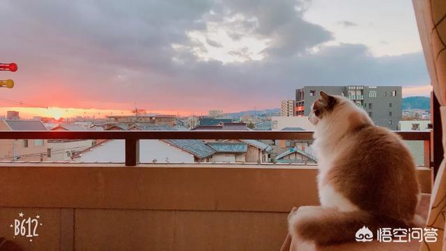 猫图:大家有没有用过自家猫咪图片做手机壁纸？ 猫图片大全可爱图片