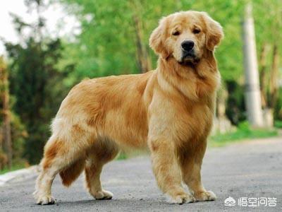 我做母狗的经历贞操带:狗狗节育后会有什么变化？