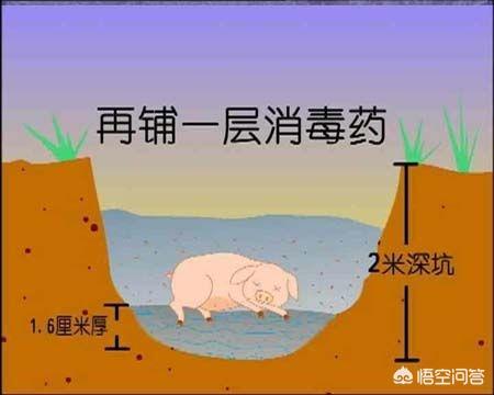 温氏死猪肉:云梦江氏江枫眠夫妇被温氏诛杀，是否就是因为魏婴惹恼温晁？