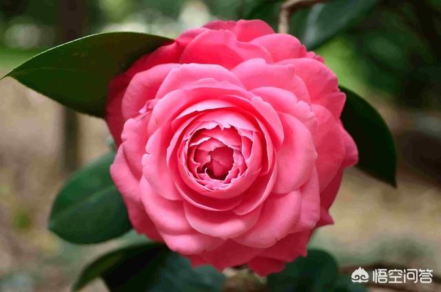 头条问答 怎样才能养好茶花 刘子恒ii的回答 0赞