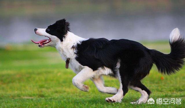 家庭护卫犬有哪些:什么狗狗适合看家又好养？