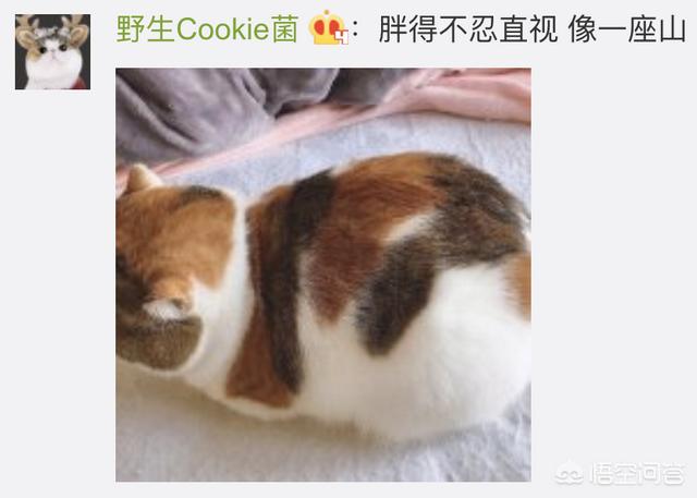 猫咪绝育惊呆了:猫咪绝育后，自己知道吗？ 猫咪绝育好还是不绝育好