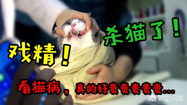 小萌猫红小胖:养一个胖猫是一种怎样的体验？
