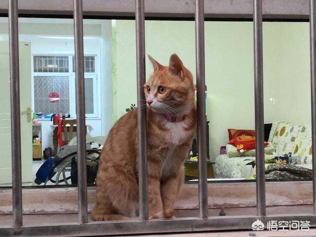 母猫绝育伤口一般多大?:母猫最小多大可以做绝育？
