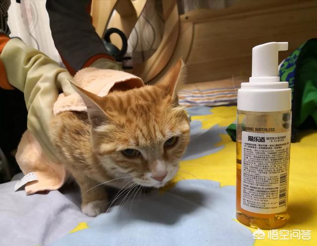 母猫绝育伤口一般多大?:母猫最小多大可以做绝育？