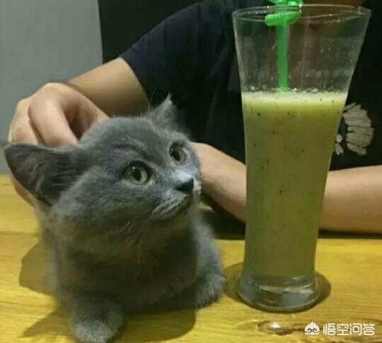 圣诞节狗狗咖啡厅推文:圣诞节快到了，打算给自己的宠物过一个怎样的圣诞？