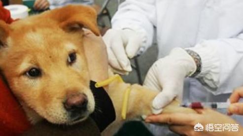 导盲犬珍妮的视频:西安女子被狗咬28天后死亡，是狂犬疫苗没用吗？