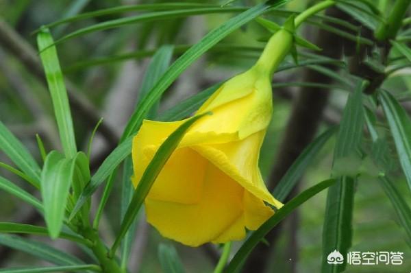 头条问答 - 植物状元竹怎么养?(4个回答)