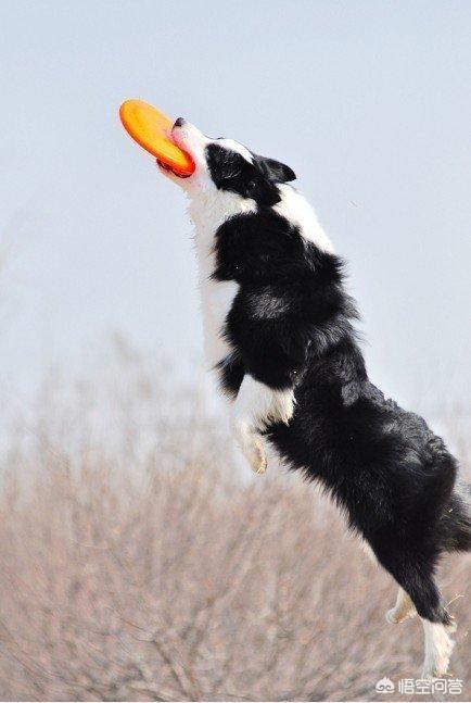 边界牧羊犬:边境牧羊犬该如何饲养与训练？