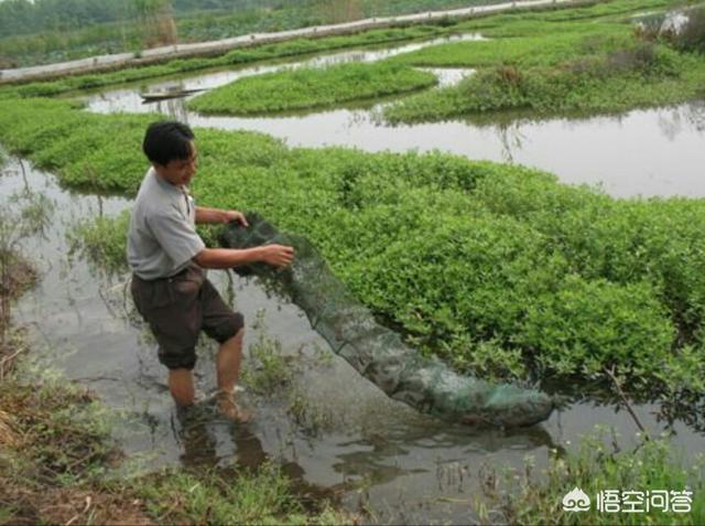 树龙虾吃什么食物:养殖的小龙虾都吃些什么？