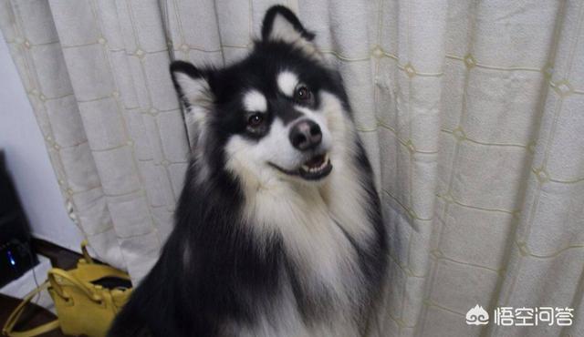 狗狗得狗瘟晚期症状是什么样子的:成年的宠物狗容易得犬瘟吗？有什么症状？