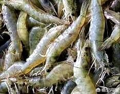 日本对虾红体治疗方法:对虾红体病死亡率极高，如何预防对虾红体？