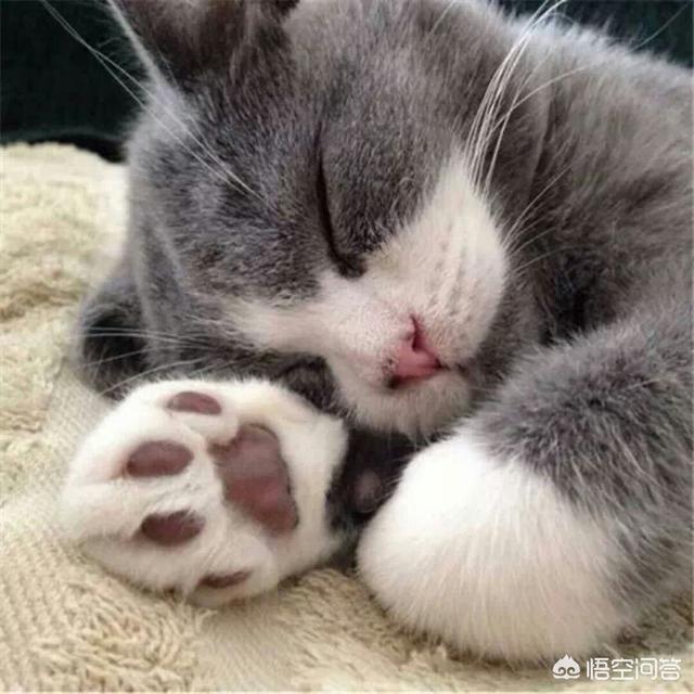 宠儿香猫咪营养膏:宠儿香营养膏猫可以吃吗 猫咪营养膏有什么作用？年龄大的猫咪能给它吃点营养膏吗？