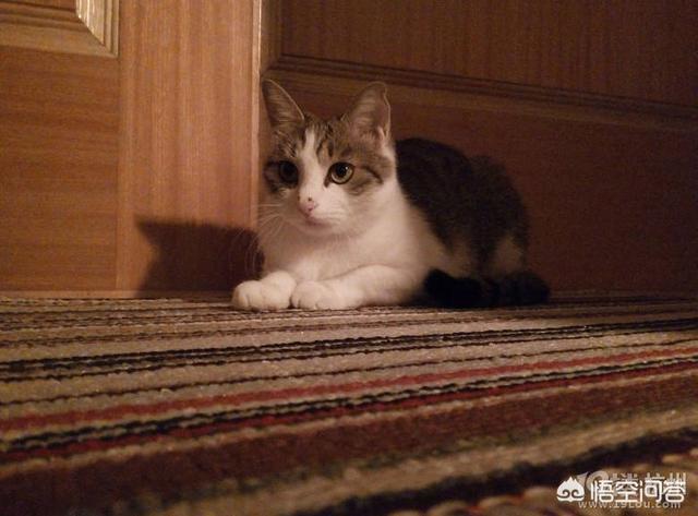 沈阳宠物猫领养平台:如何同城领养猫咪？需要哪些注意事项？