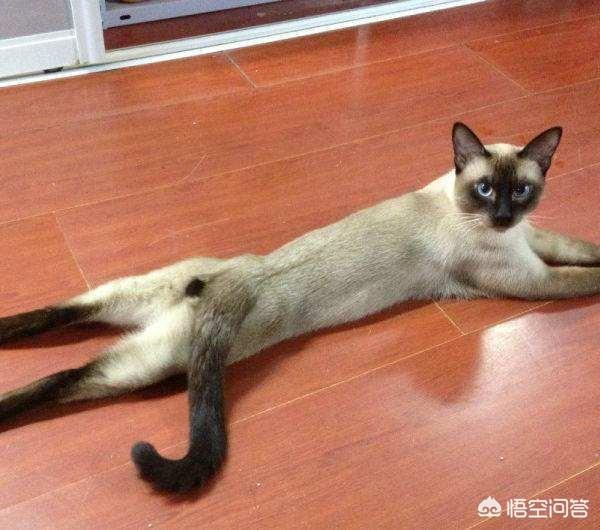 布偶猫吧 很瘦:现在养布偶猫的人多吗,好养吗？