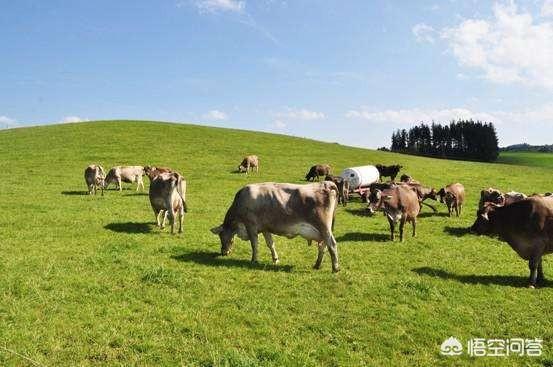 孩子四岁半现在想喝奶粉,有放心的奶粉牌推荐吗？