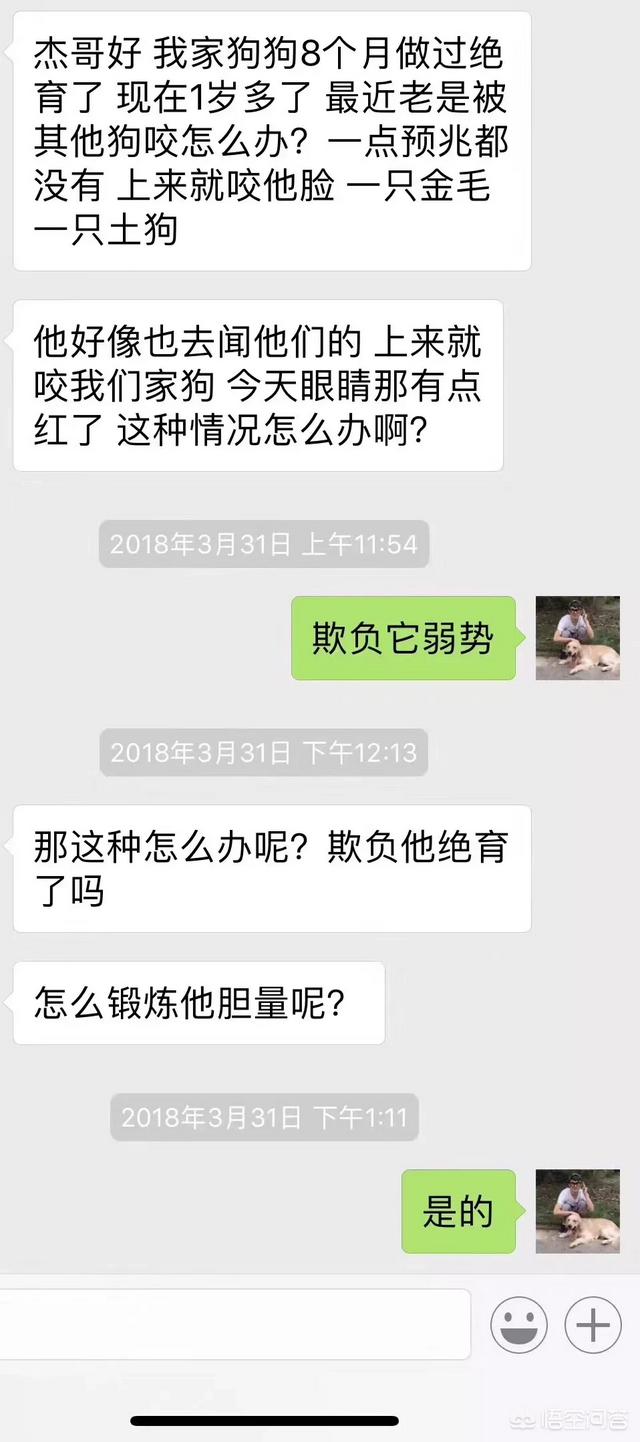 头条问答 拉布拉多一岁了 用不用做绝育手术呢 训犬师杰克的回答 0赞