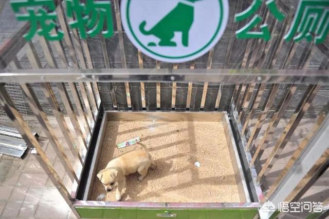 小区内狗厕所:太原市万柏林区为狗建厕所，你怎么看？