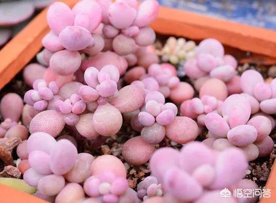 多肉景天科长生草属有哪些植物:目前比较火的景天科多肉有哪些？