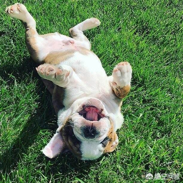 柯利犬可以用拜宠清吗:狗身上长寄生虫，该怎样防治呢？