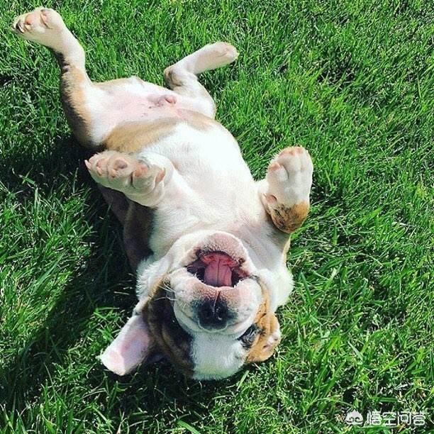 犬钩虫病的诊断和治疗措施:我家狗狗身上痒痒，怎么办？