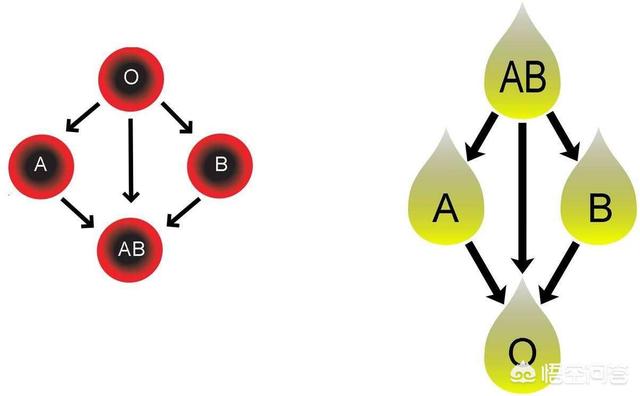 头条问答 父亲是o型血母亲是ab型血 女儿是o型 儿子是ab型 请问兩孩子是自己的吗 4个回答