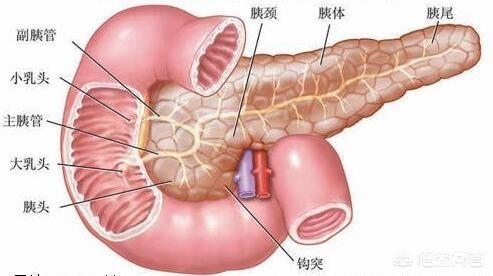 头条问答 胰腺在人体的什么位置 良医济世的回答 0赞